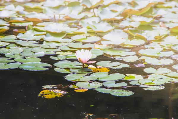 夏の庭の池の美しいスイレン花 — ストック写真