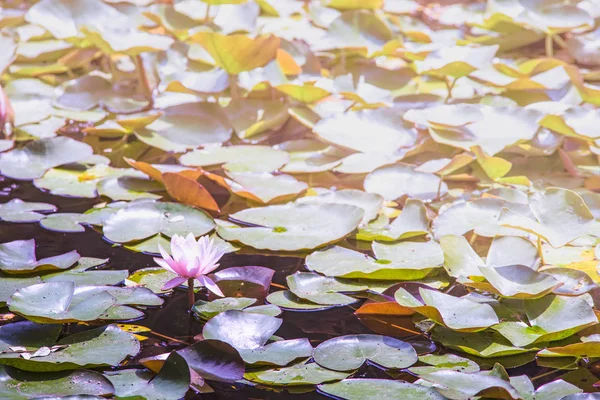 Beautiful Water Lily Flowers Pond Summer Garden — Stock Photo, Image