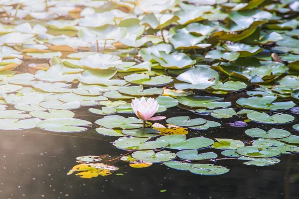 夏の庭の池の美しいスイレン花 — ストック写真