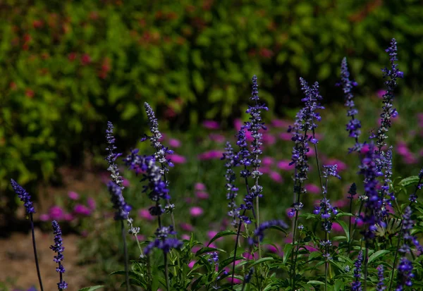 夏日花园中美丽的蓝色花朵 — 图库照片