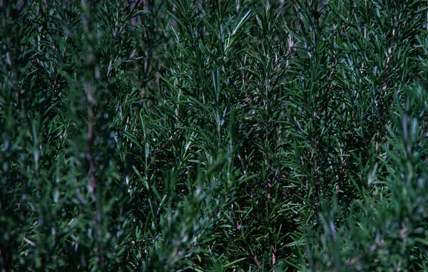 Erba Rosmarino Giardino Come Sfondo Naturale — Foto Stock