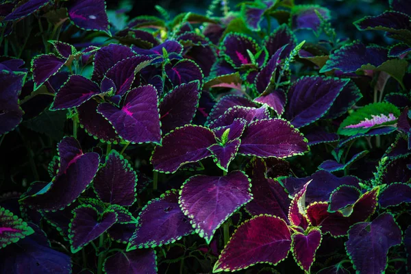 Hojas Púrpuras Verdes Como Fondo Natural — Foto de Stock