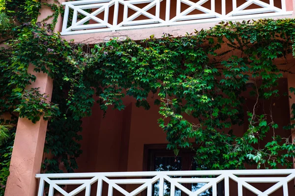 Pared Cubierta Con Uva Silvestre Planta Hiedra Como Fondo Natural — Foto de Stock