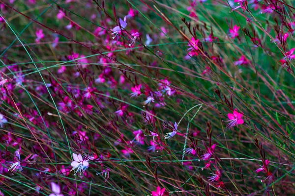 Vilda Rosa Nejlika Blommor Tropisk Trädgård — Stockfoto