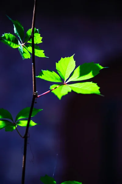 Vägg Täckt Med Wild Grape Och Murgröna Växt Som Naturlig — Stockfoto