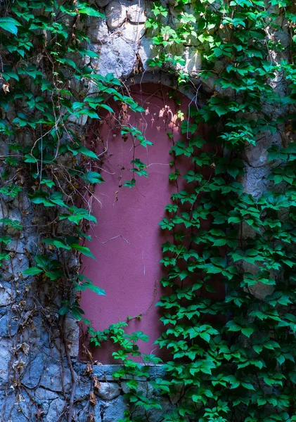 コピー スペース自然な背景として野生のぶどうとツタ植物で覆われた壁 — ストック写真