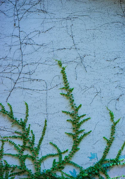 Vägg Täckt Med Wild Grape Och Murgröna Växt Som Naturlig — Stockfoto