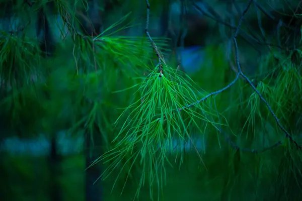 Fondo Natural Con Abeto Cerca — Foto de Stock