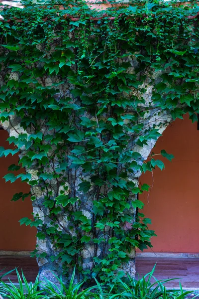 Pared Cubierta Con Uva Silvestre Planta Hiedra Como Fondo Natural —  Fotos de Stock