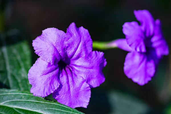 Pareja Flores Campana Vibrantes Azules Jardín Como Fondo Natural Con —  Fotos de Stock