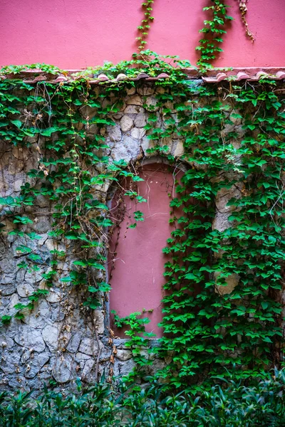 Стена Покрытая Диким Виноградом Плющом Естественный Фон Копировальным Пространством — стоковое фото
