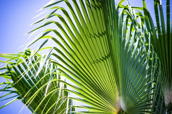 Palm Tree Leaves Tropical Background Copy Space — Stock Photo, Image