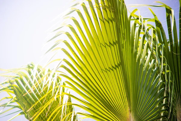 Kopya Alanı Ile Tropikal Bir Arka Plan Olarak Palmiye Ağacı — Stok fotoğraf