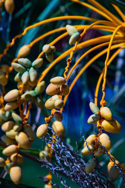 Palma Higo Con Frutas Como Fondo Natural Tropical — Foto de Stock