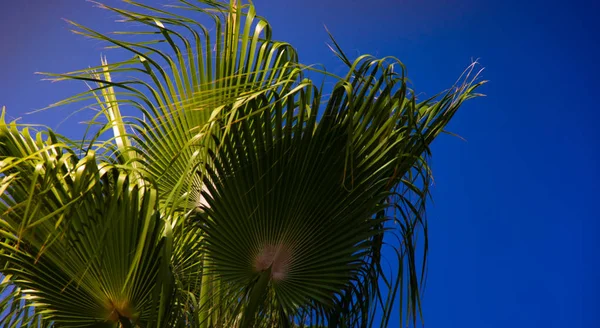 Palmeira Folhas Como Fundo Tropical Com Espaço Cópia — Fotografia de Stock