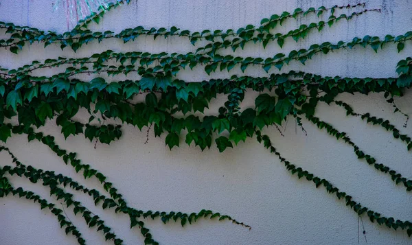 コピー スペース自然な背景として野生のぶどうとツタ植物で覆われた壁 — ストック写真