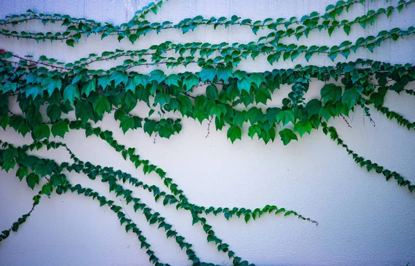 Pared Cubierta Con Uva Silvestre Planta Hiedra Como Fondo Natural —  Fotos de Stock