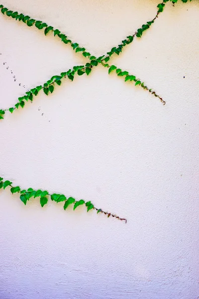 Roślina Zielony Bluszcz Białej Ścianie Betonowej Jako Naturalnego Tła — Zdjęcie stockowe