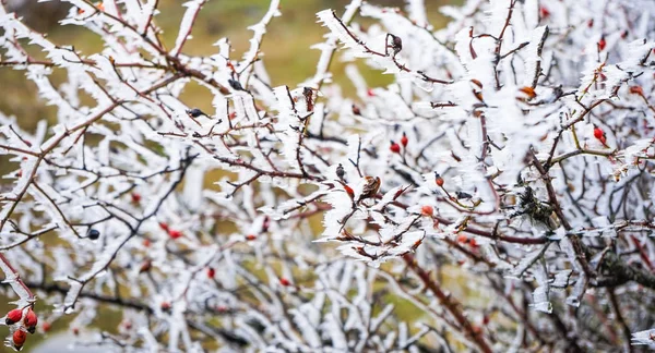 Winterhintergrund Mit Eisbedeckten Pflanzen Wilden Wald — Stockfoto