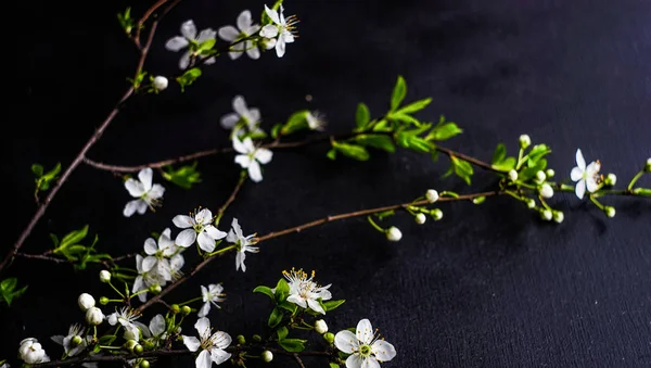 Spring Floral Concept Blooming Cherry Tree Branches — Stock Photo, Image