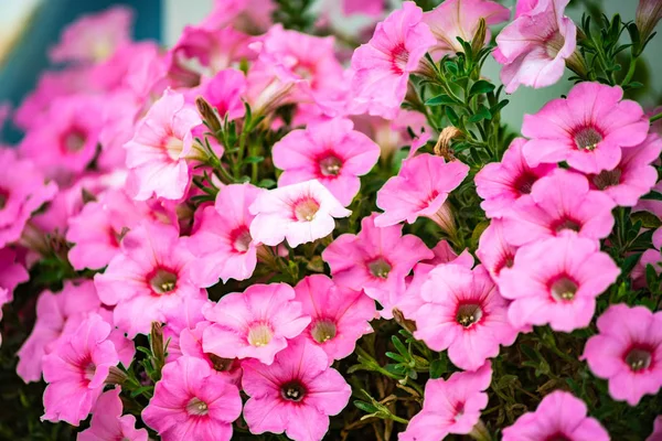 花坛粉红色的矮牵牛花在花园里的自然背景 — 图库照片