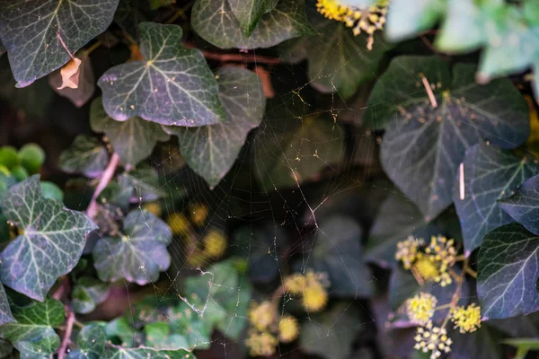 Spiderweb Amoung Autumnal Ivy Leaves Garden — Stock Photo, Image