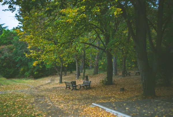 黄色の葉と公園のベンチの木秋の公園 — ストック写真