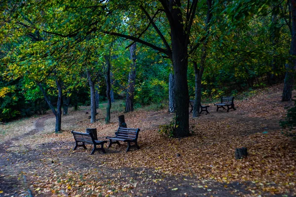 黄色の葉と公園のベンチの木秋の公園 — ストック写真