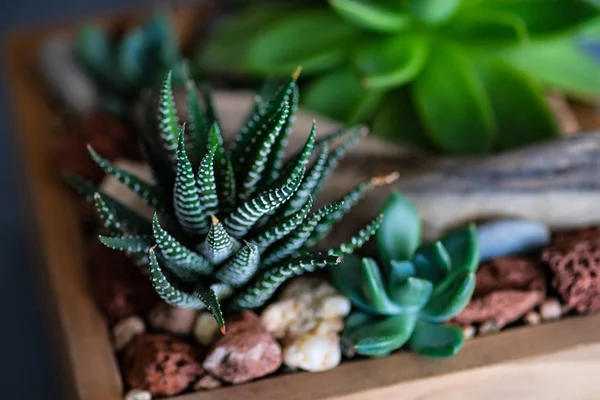 Bir Mini Doğal Hediye Kompozisyon Bir Tencerede Haworthia Fasciata Bitki — Stok fotoğraf