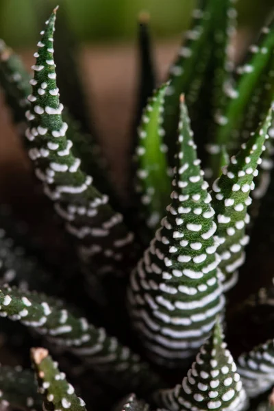 Bir Mini Doğal Hediye Kompozisyon Bir Tencerede Haworthia Fasciata Bitki — Stok fotoğraf