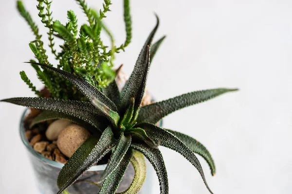 Bir Mini Doğal Hediye Kompozisyon Bir Tencerede Haworthia Fasciata Bitki — Stok fotoğraf