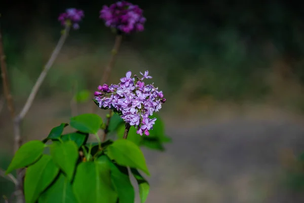 Bir Bahçe Içinde Lila Bush Tazelik Sembolü Olarak Çiçek Açan — Stok fotoğraf