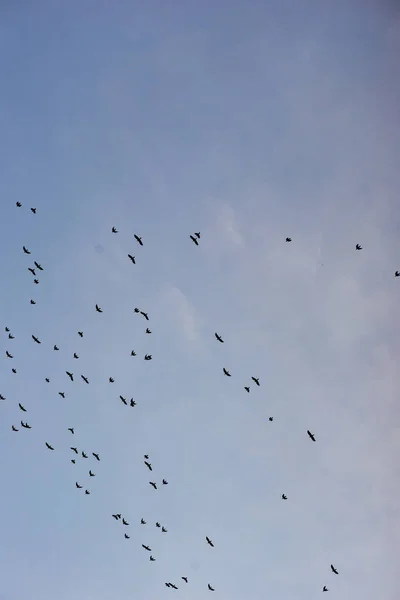 Autumnal Sky Flying Birds Natural Background Copy Space — Stock Photo, Image