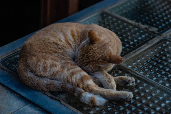 Güneşli Bir Günde Bir Sokakta Evsiz Kedi Uyku — Stok fotoğraf