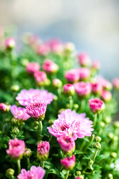 Hermosas Flores Crisantemo Púrpura Jardín Como Fondo Natural — Foto de Stock