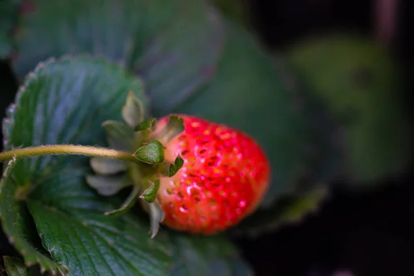 Reife Bio Erdbeeren Garten Keimen — Stockfoto