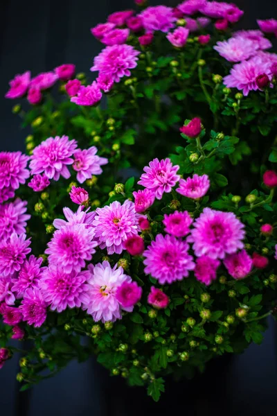 Purple Chrysanthemum Flowers Pot Outdoor — Stock Photo, Image