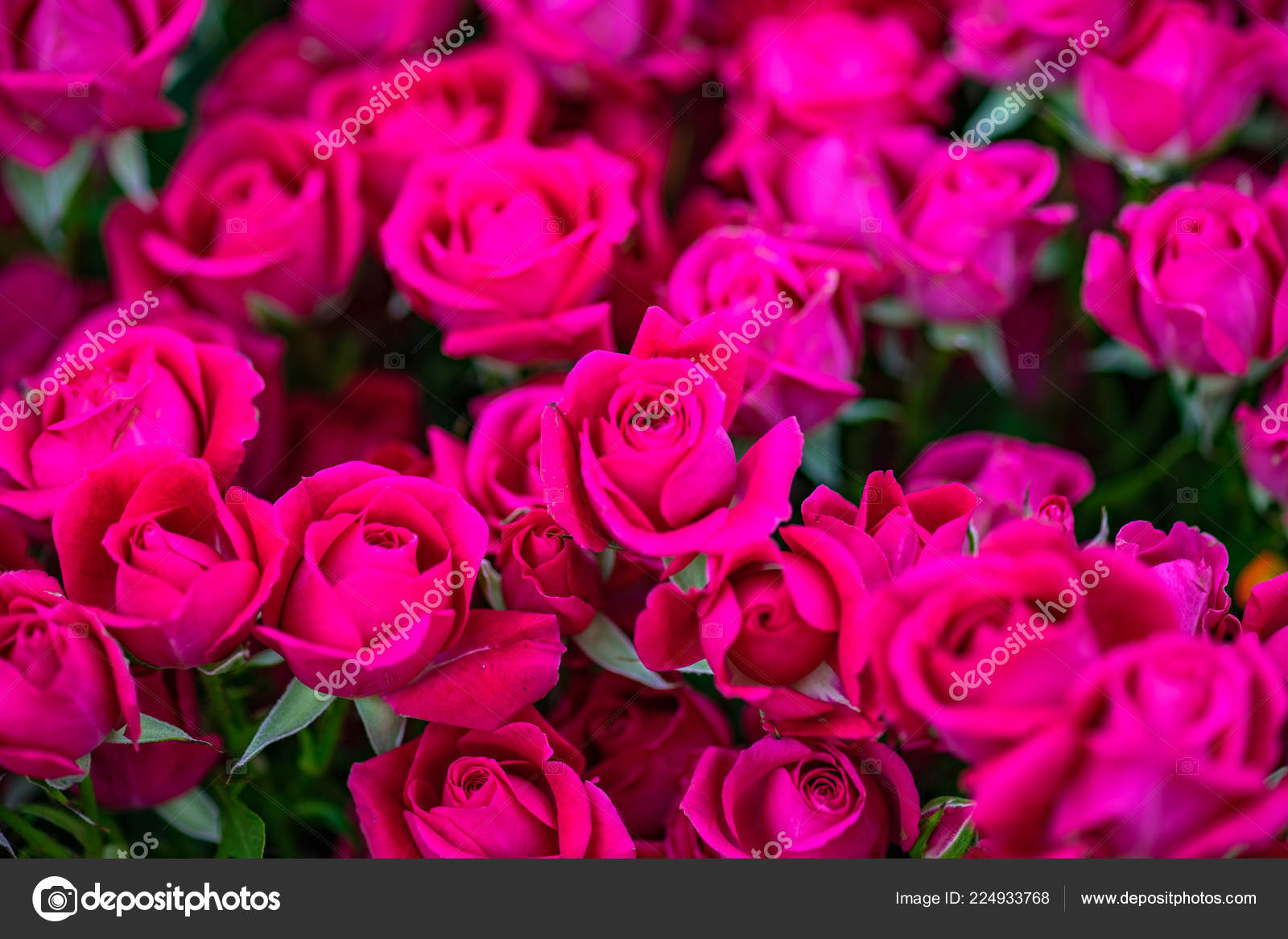 明るいバラの花の女性のための花束の ストック写真 C Elet 1