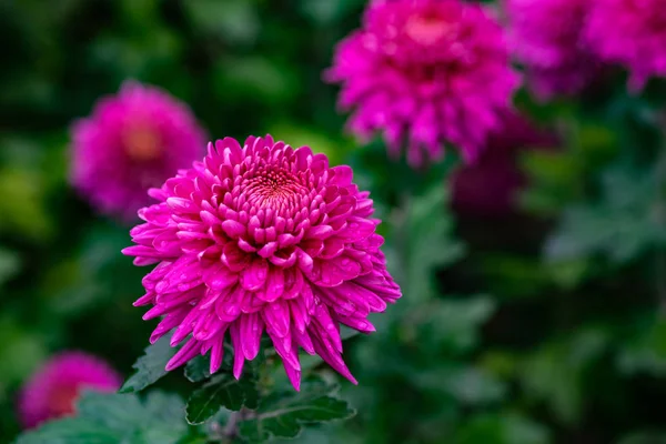 Jasny Purpurowy Kwiat Chryzantemy Roślin Jako Naturalnego Tła Miejsca Kopii — Zdjęcie stockowe