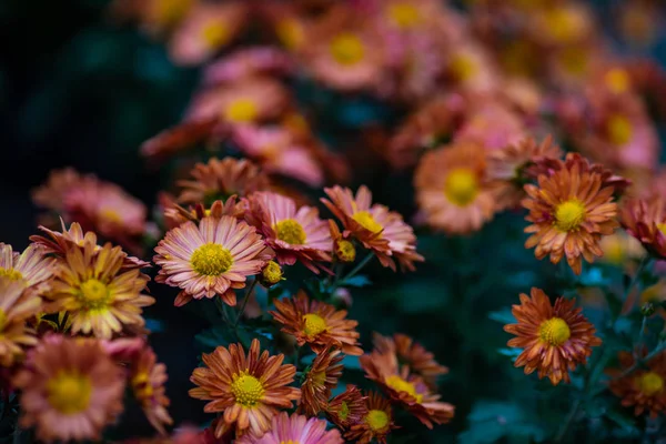 Jasne Jesiennych Kwiatów Chryzantemy Jako Naturalnego Tła Miejsca Kopii — Zdjęcie stockowe