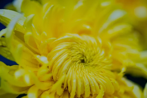 Fényes Őszi Krizantém Virág Mint Természetes Háttér Val Másol Hely — Stock Fotó