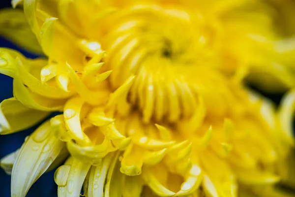 Bright Autumnal Chrysanthemum Flowers Natural Background Copy Space — Stock Photo, Image