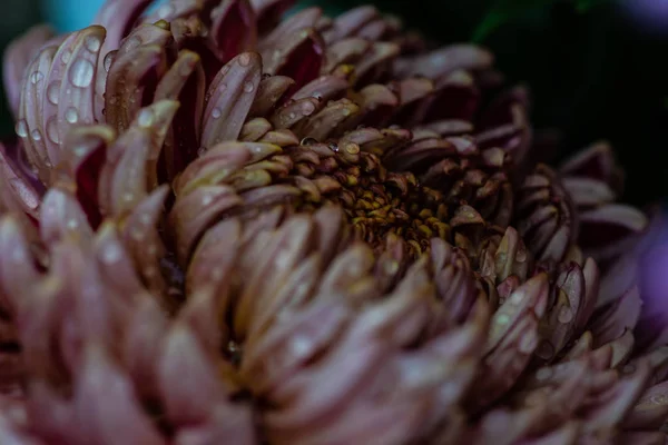 Chrysanthemenblüten Blütenblatt Mit Tau Als Natürlichen Hintergrund Mit Kopierraum — Stockfoto