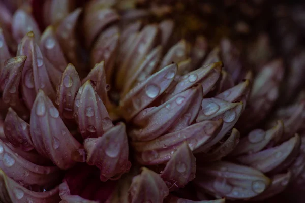 Petalo Fiori Crisantemo Con Rugiada Come Sfondo Naturale Con Spazio — Foto Stock