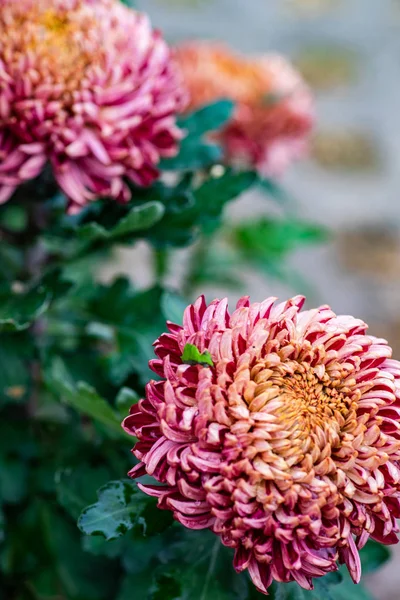 Flores Crisântemo Outonal Com Orvalho Jardim Como Fundo Tempo Queda — Fotografia de Stock