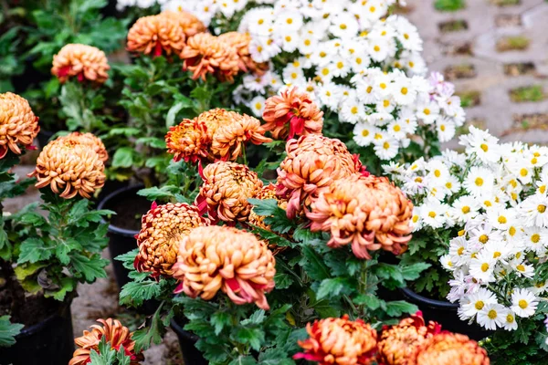 Herfst Chrysant Bloemen Met Dauw Een Tuin Als Een Val — Stockfoto