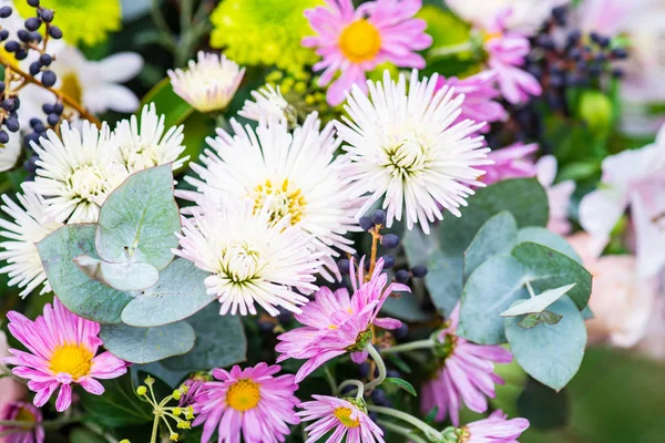Ljusa Höstlig Chrysanthemumblommor Som Naturlig Bakgrund Med Kopia Utrymme — Stockfoto