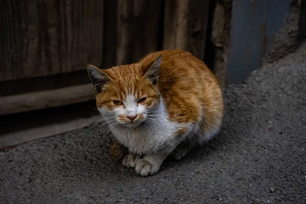 Schöne Obdachlose Katze Freien Auf Den Straßen Der Herbstlichen Stadt — Stockfoto