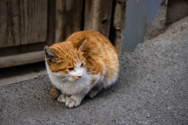 Vackra Hemlösa Katten Utomhus Gatorna Höstlig City — Stockfoto