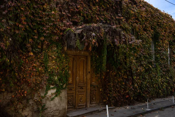 Deur Oud Huis Bedekt Met Herfst Wild Druivenbladeren Tbilisi — Stockfoto